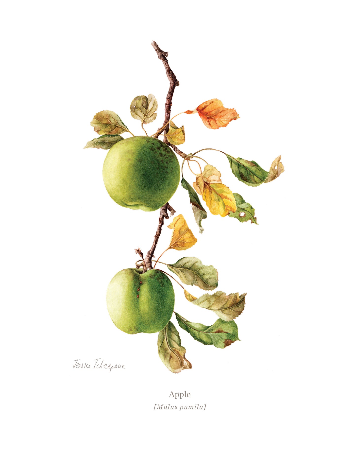 Jessica Tcherepnine’s Botanical Print Set