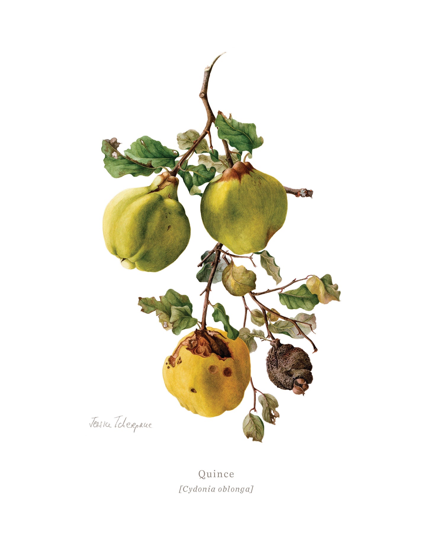 Jessica Tcherepnine’s Botanical Print Set